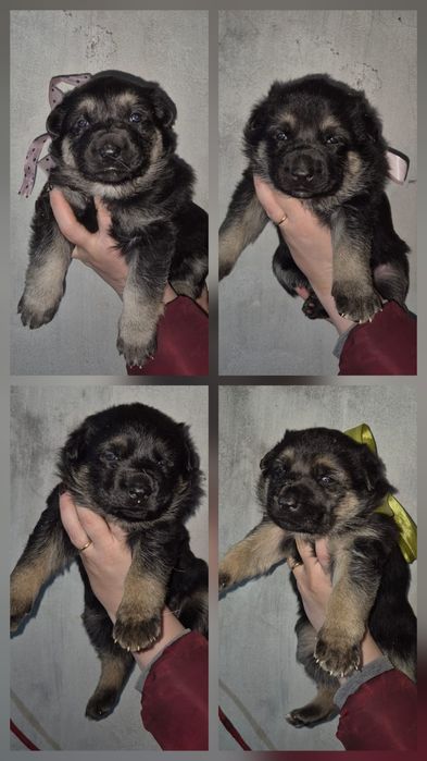 Щенки ВЕО предлагаются к бронированию