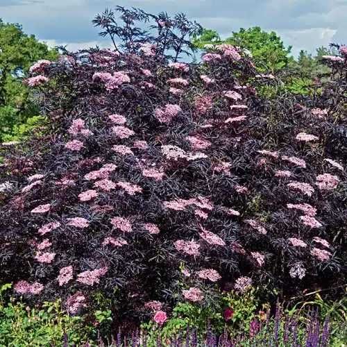 Черен Бъз - Ева (Sambucus nigra 'Eva' BLACK LACE)