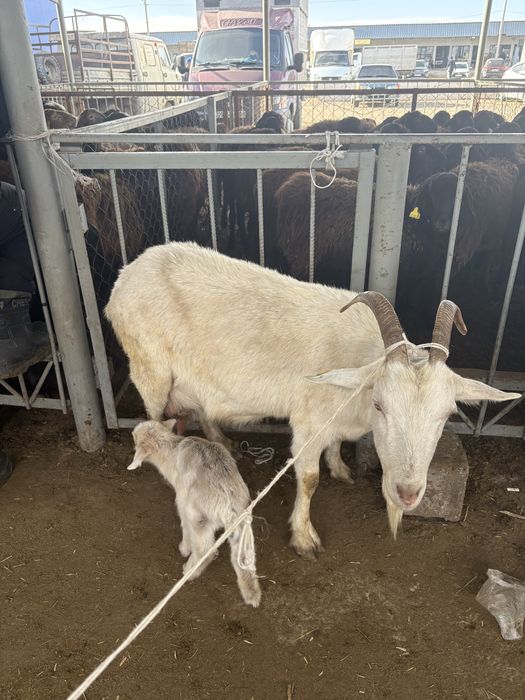 Коза , Ешке.