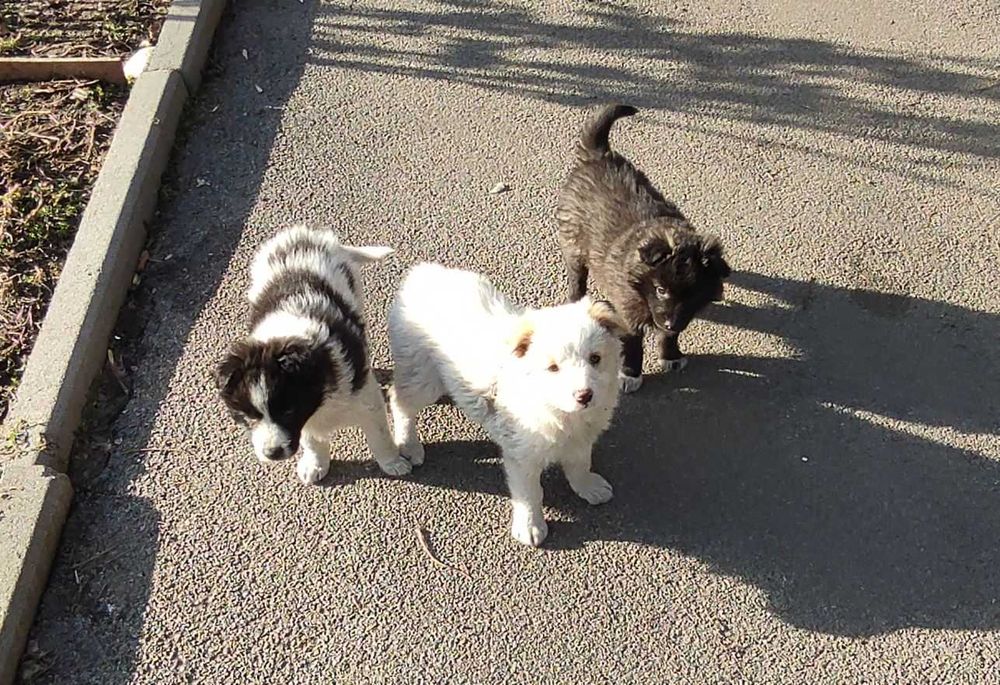 Щенки домашние, дворняги.