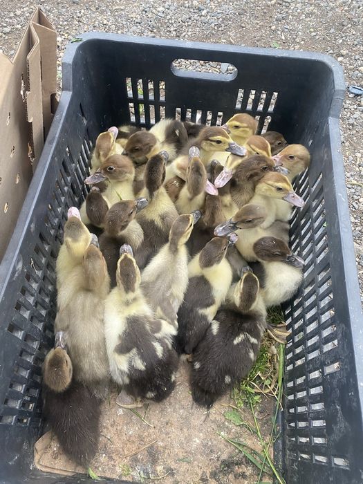 Rate pekin de 12 zile