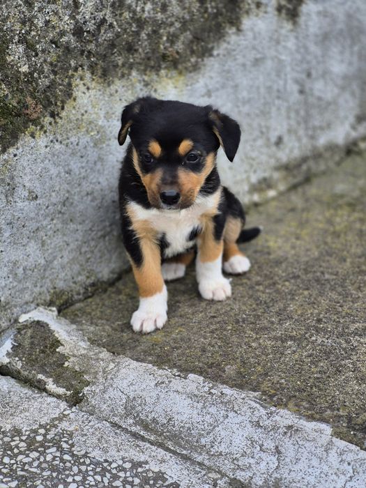 Подарявам кученца