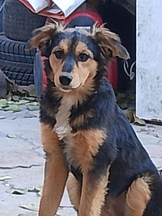 Отдам сабаку среднего роста