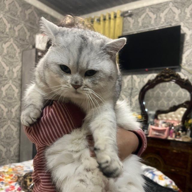 Porno xola uxlab yotardi