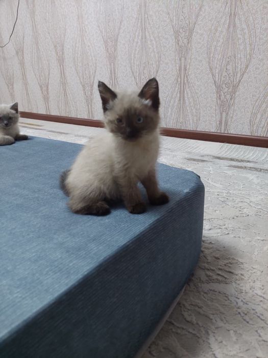 Котята Аксу бесплатно