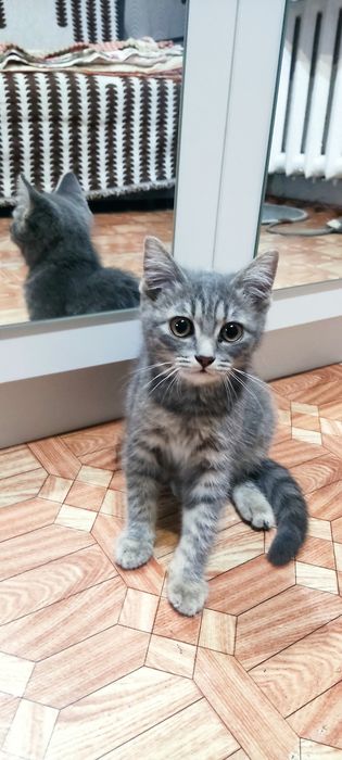 Котёнок в хорошие руки