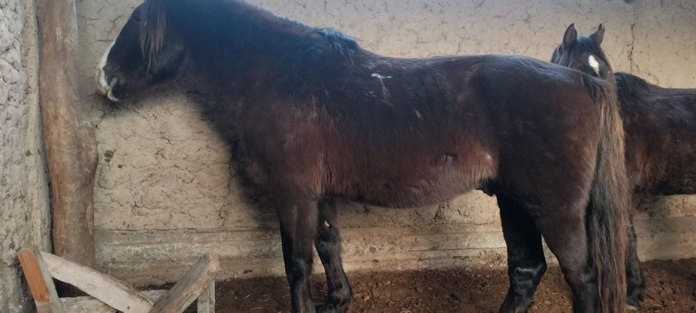 Айғырлар сатылады..