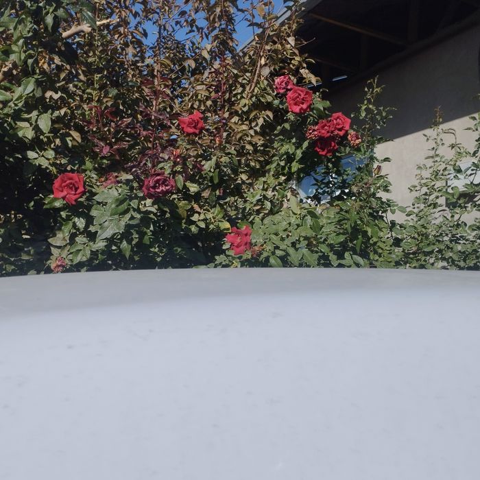 Атиргул 40 огайни кишгачон гулайдигани