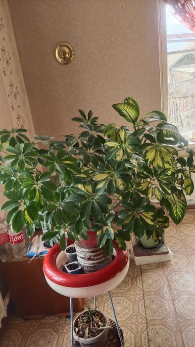 Продам комнатные цветы