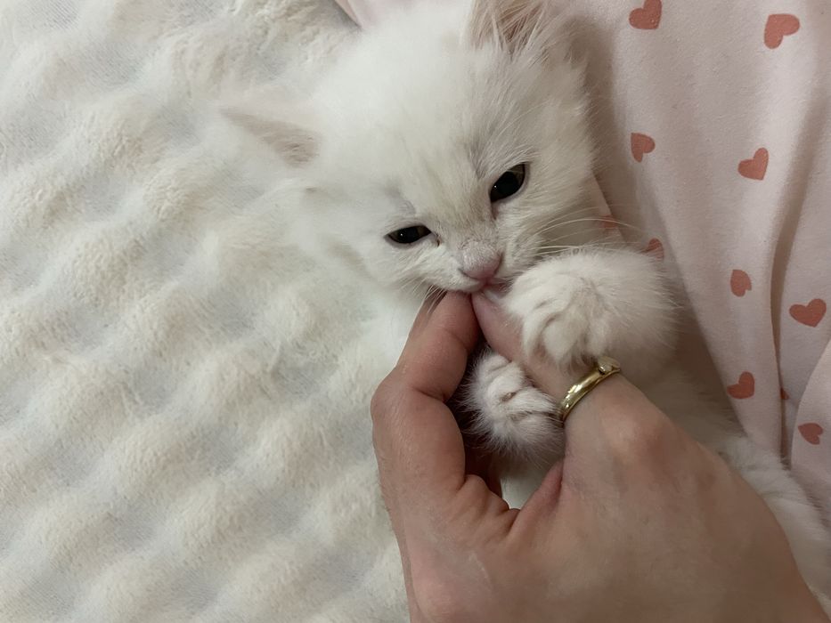 Мушук  сотилади