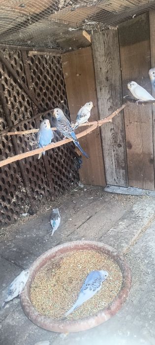Vând  peruși 8 bucați daca se ia toți prețul este 30lei bucata