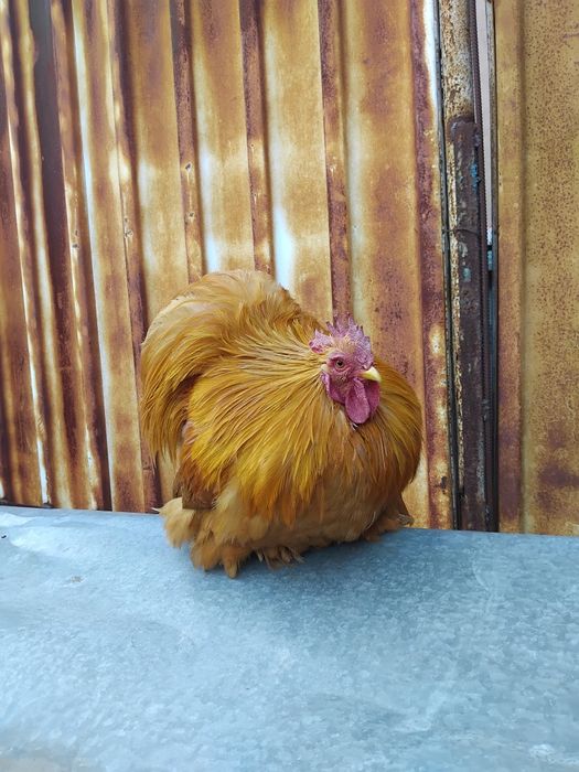 Pereche gaini cochinchina