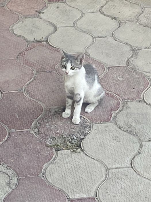 Котята Отдам в добрые руки