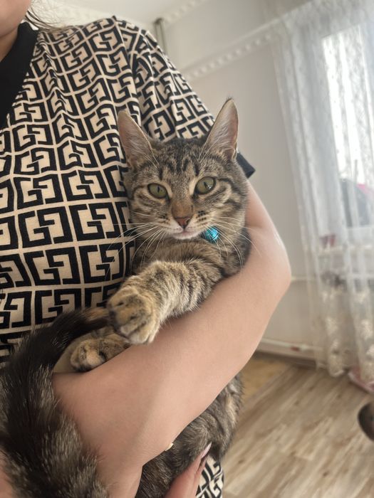 Кошка 5-6 месяцов в добрые руки