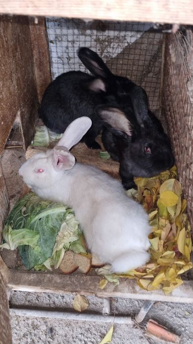 Навзеланские кролики