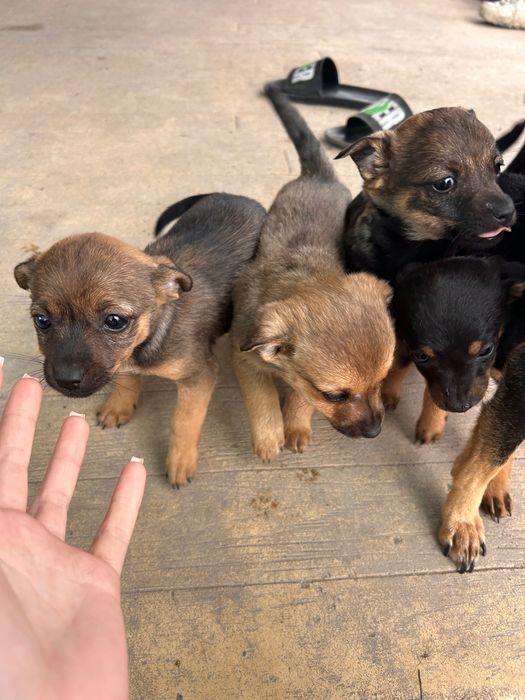 Кучета на 50 дни мъжки и женски смесица между пинчер и чихуахуа