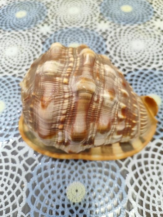 Продам Ракушки, Срочно!