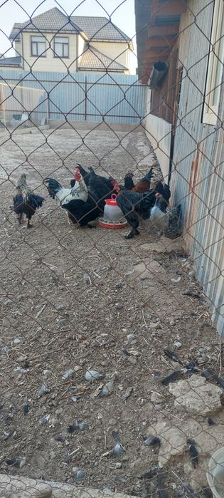 Куры домашние срочно