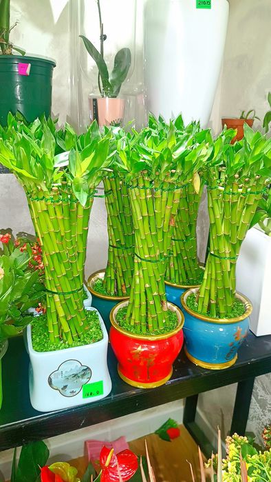 KAMELYA gulimiz aksiyada 79.000