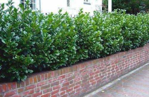 Лавровишна "Новита"