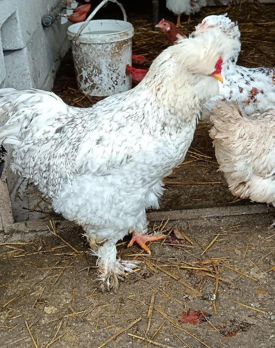 Pereche din rasa Strumki