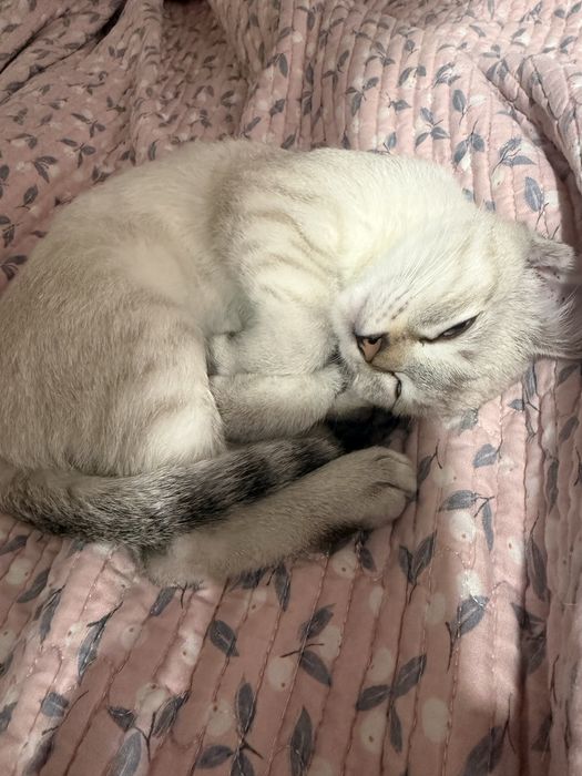 Котенок кошечка ласковая