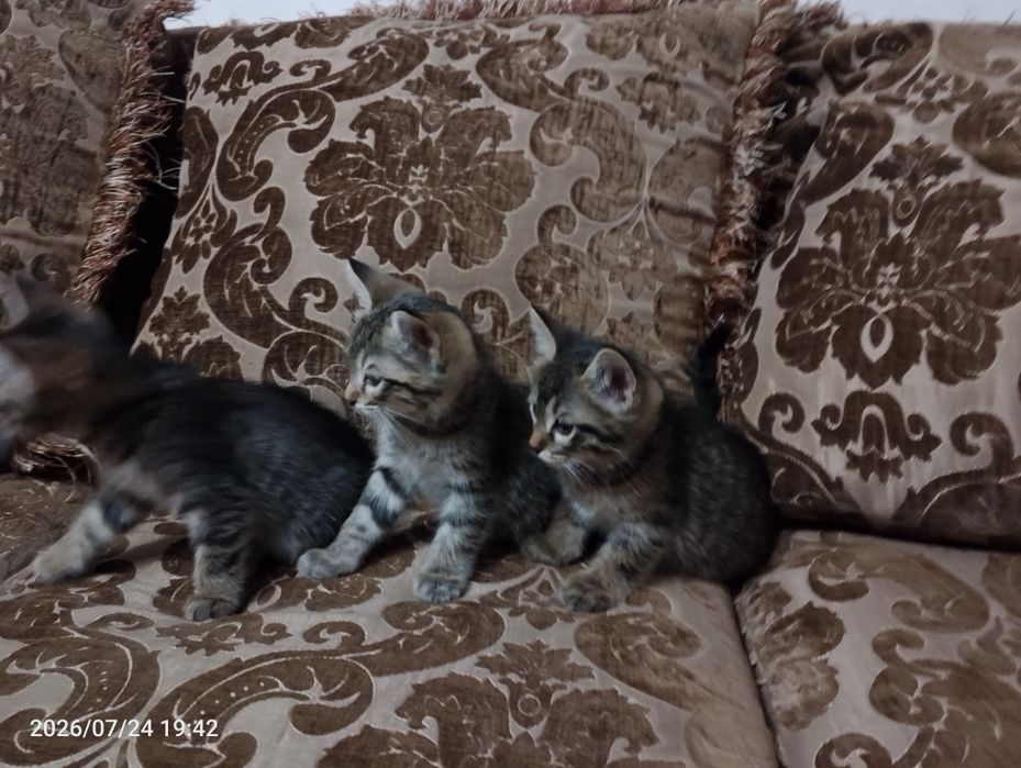 Ищем самый лучший дом для пушистых малышей! Котята