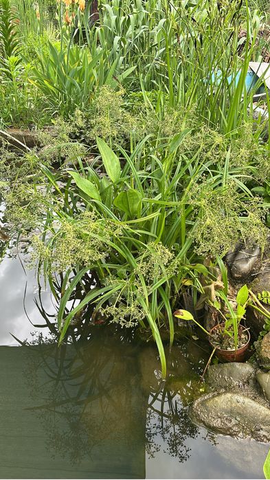Plante de iaz iris galben, papura, pipirig, alisma