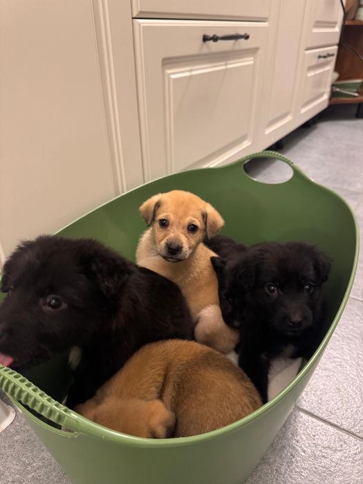 Adoptie fetita catel Bucuresti