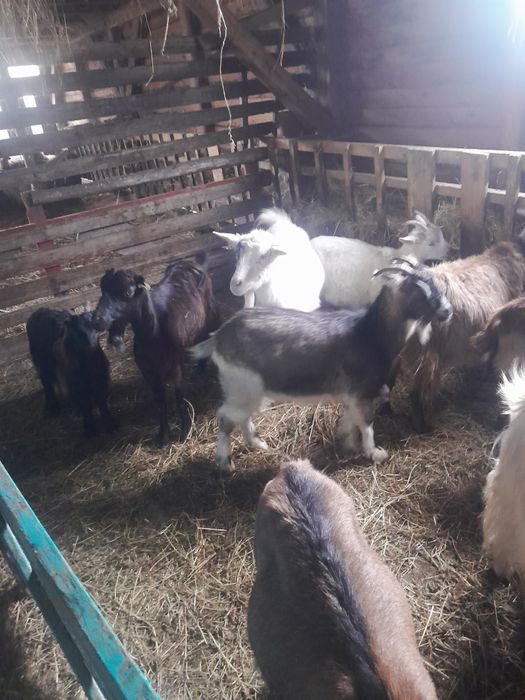 Vind capre szanen și autohtone