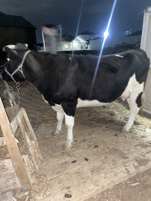 Бұзаулы сауын сыиыр