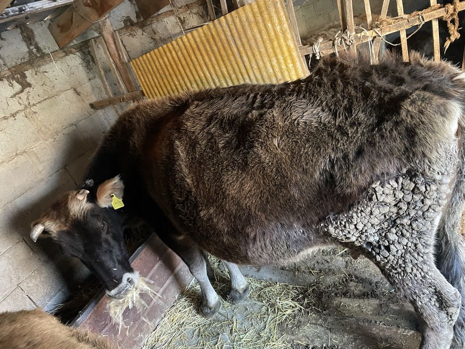 Продам большая корова