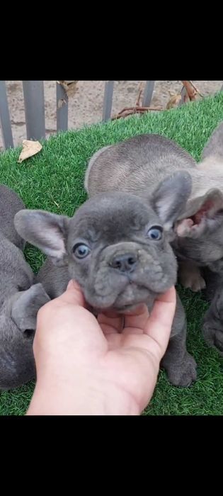 Милые французики