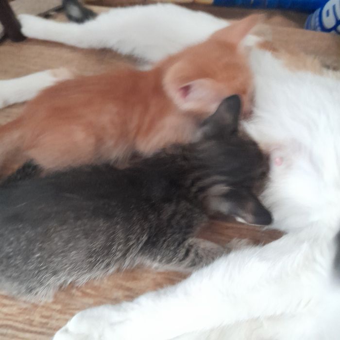 котята бесплатно