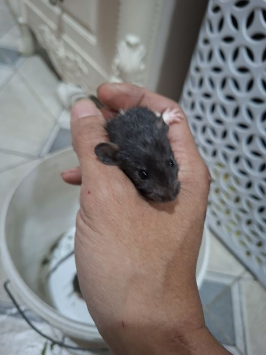 Крысы отдам в хорошие руки