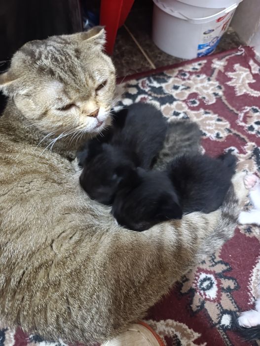 Шотландская веслоушка фолд