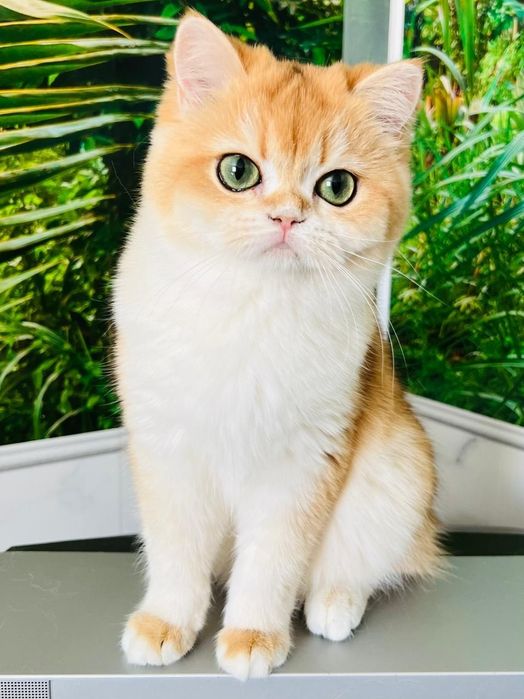 Золотая шиншилла