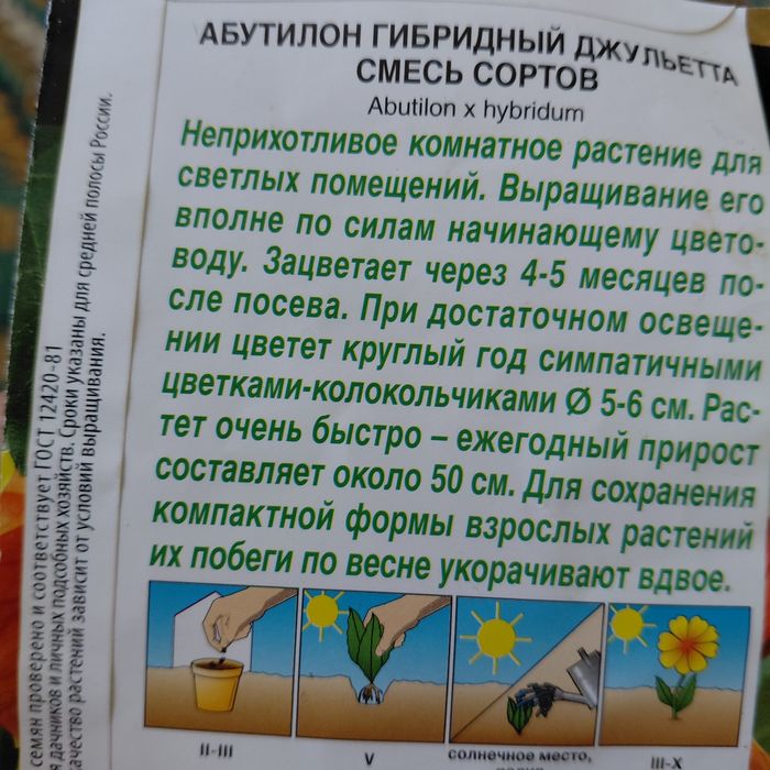 Абутилон-комнатный цветок