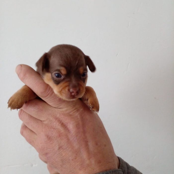 Продам МИНИ той-терьеров