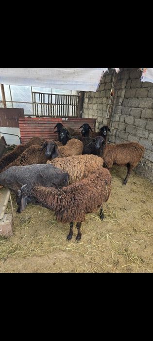 Қойлар тур 11бас