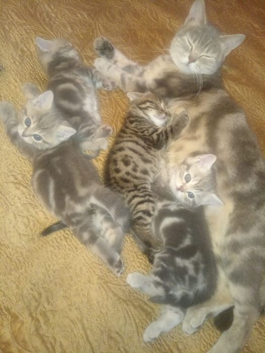 Шотланские котята