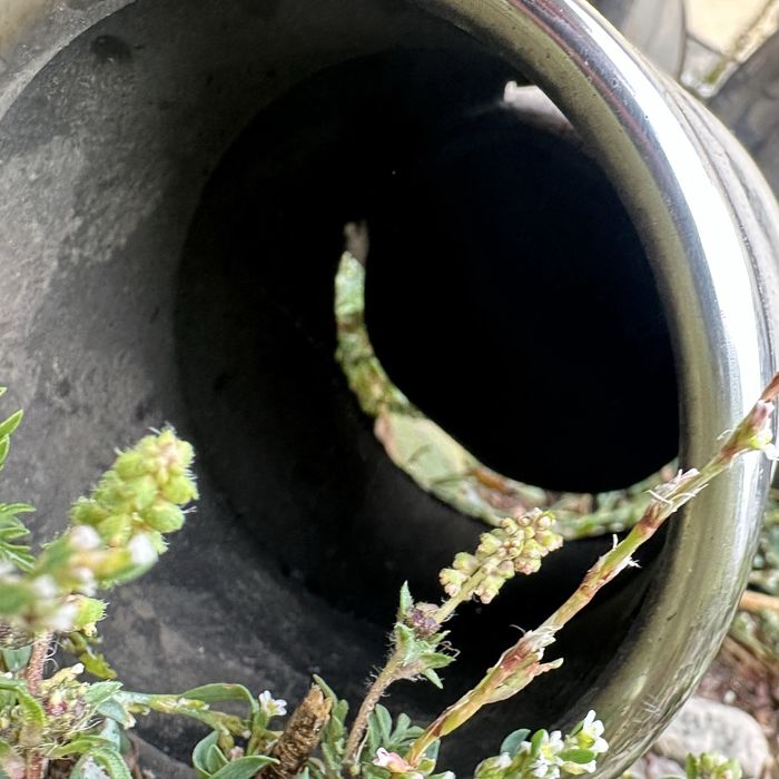 Выхлоп Бмв е39 рест