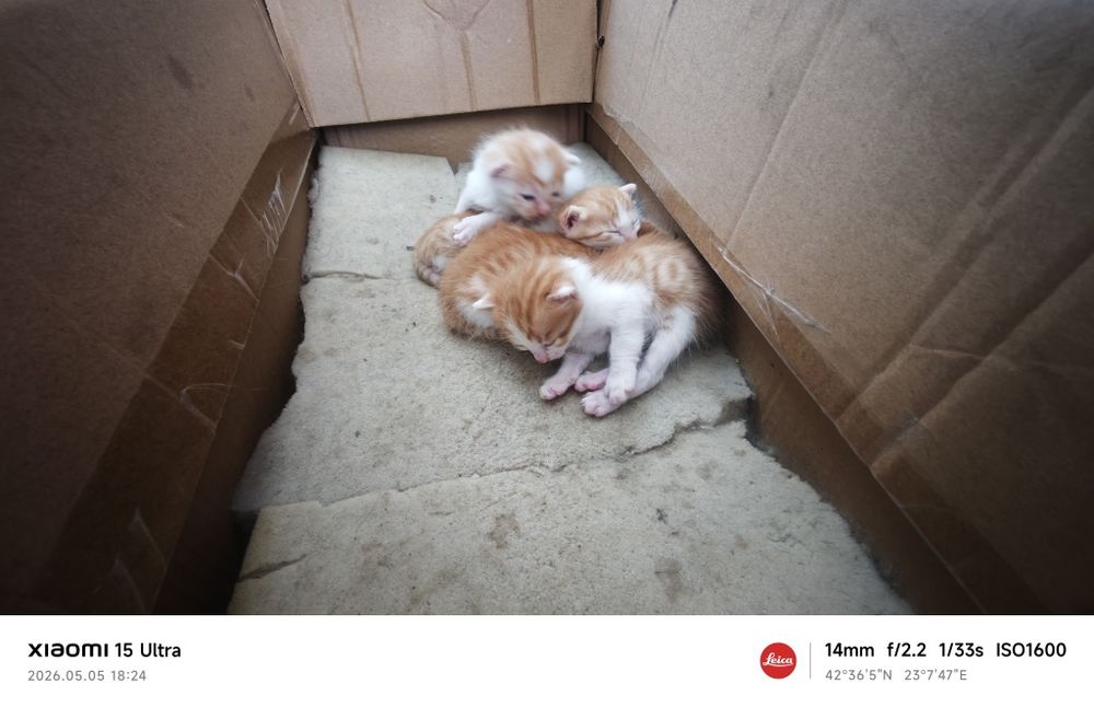 Подарявам малки котета!