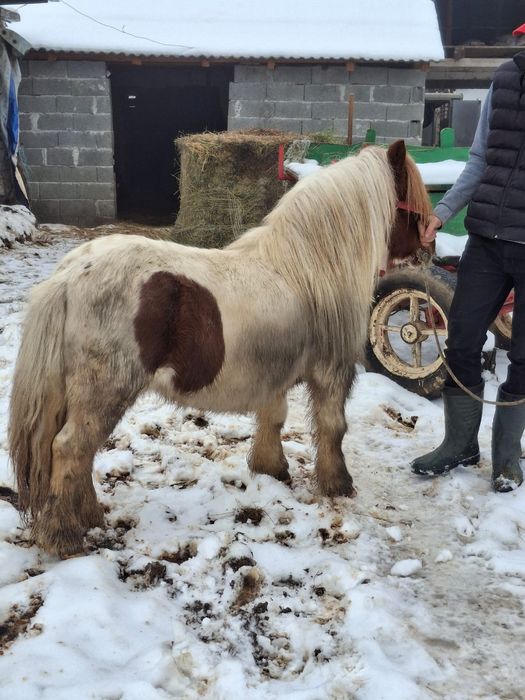 Poneu de de vânzare