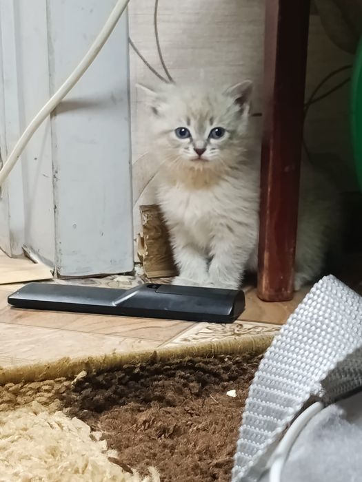 Отдам котенк девочка