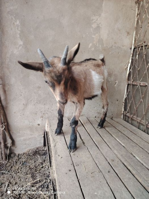 Такачалар сотилади