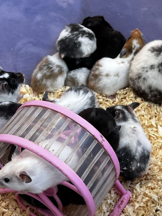 Hamster qolga organgan