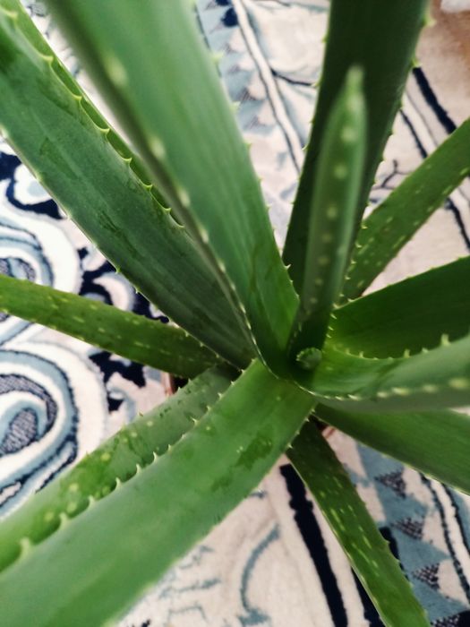 Комнатные цветы  Алоэ -Вера