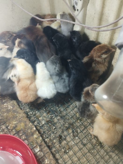 Продам суточных циплят