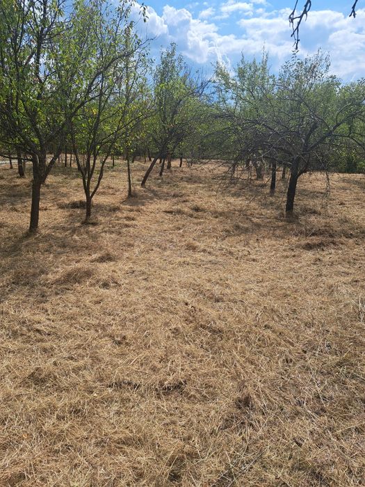 Косене на тревни площи,рязане на дърва,кастрене на дървета.